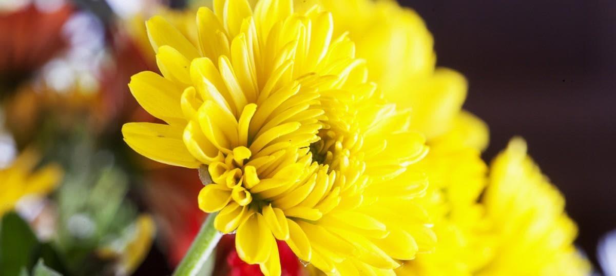 Feast to the Fascinating Floral Colors of Tomohon, Near Manado