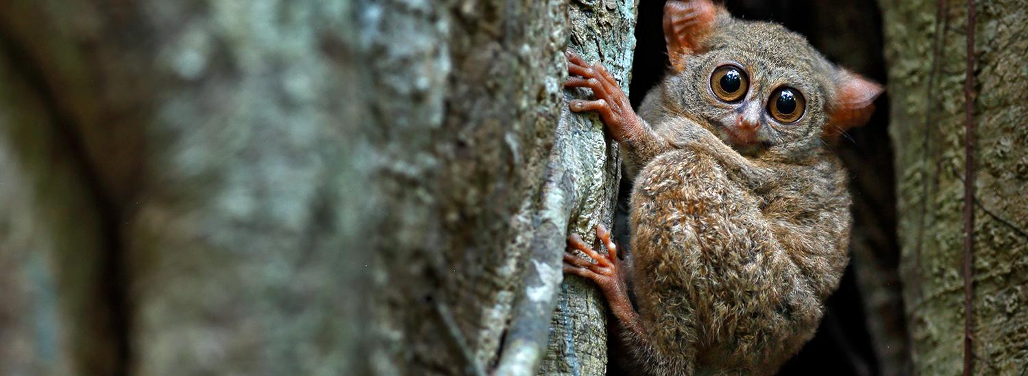 6 Intriguing Animals Endemic to Sulawesi