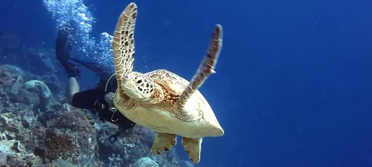 derawan archipelago - maratua island