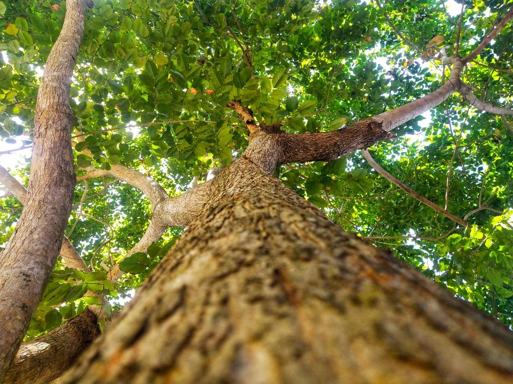 Cendana, Harta Karun Aroma dari Timur Indonesia