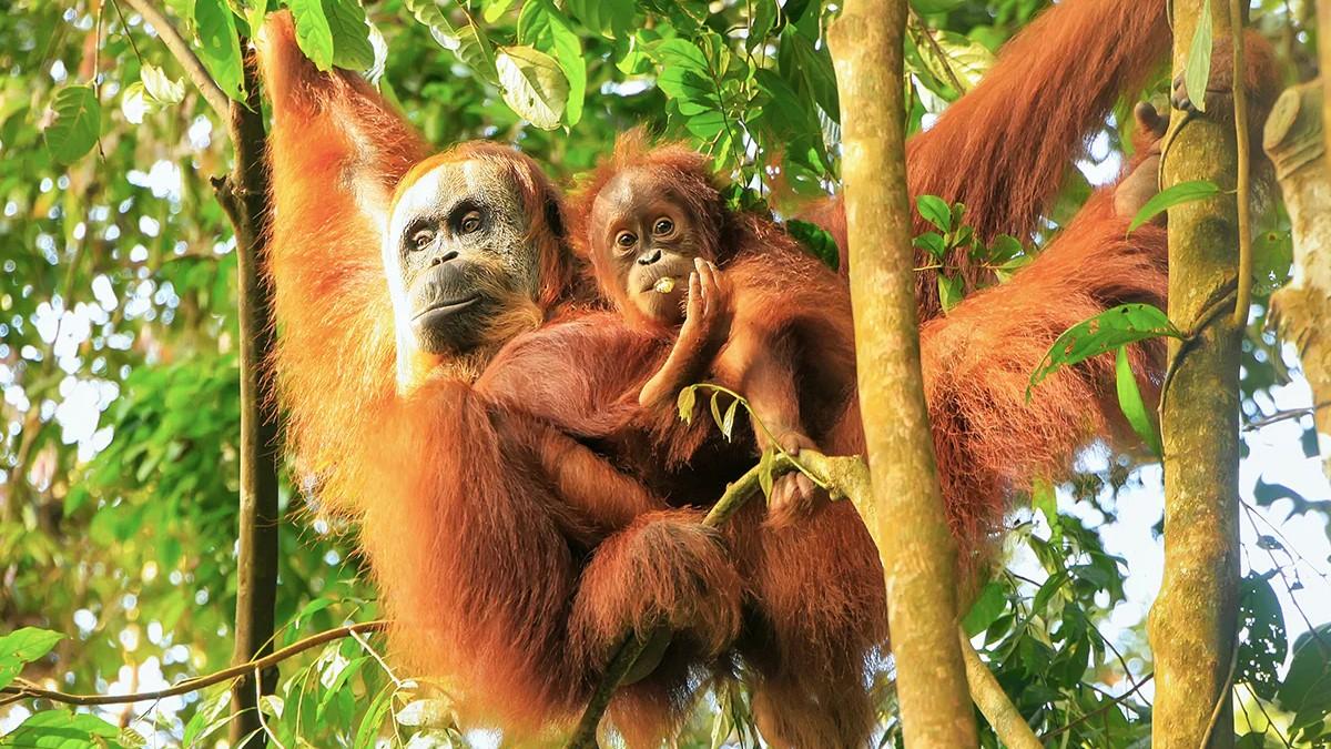5 Aktivitas Ekowisata Seru di Sumatra Utara