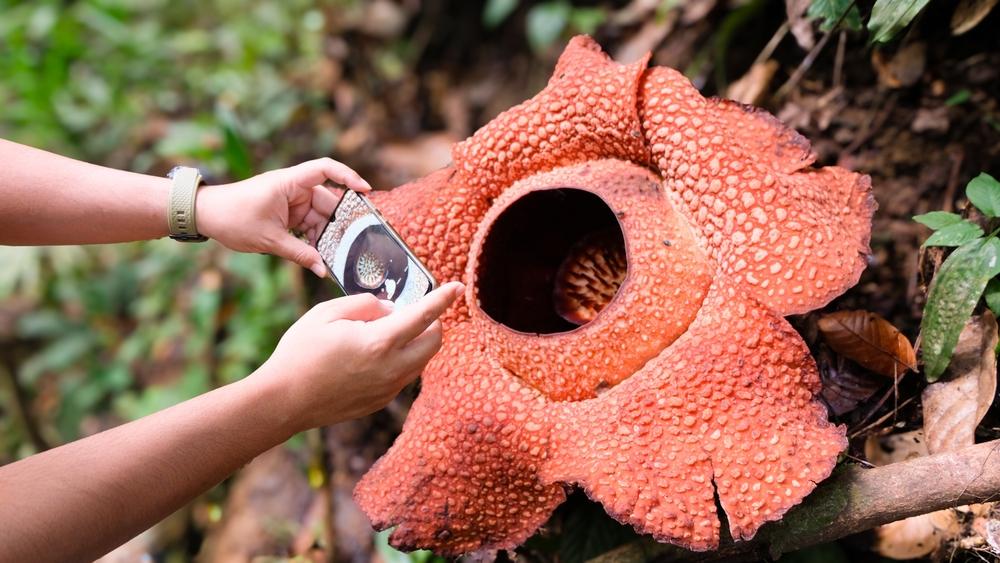 Rafflesia Bengkuluensis