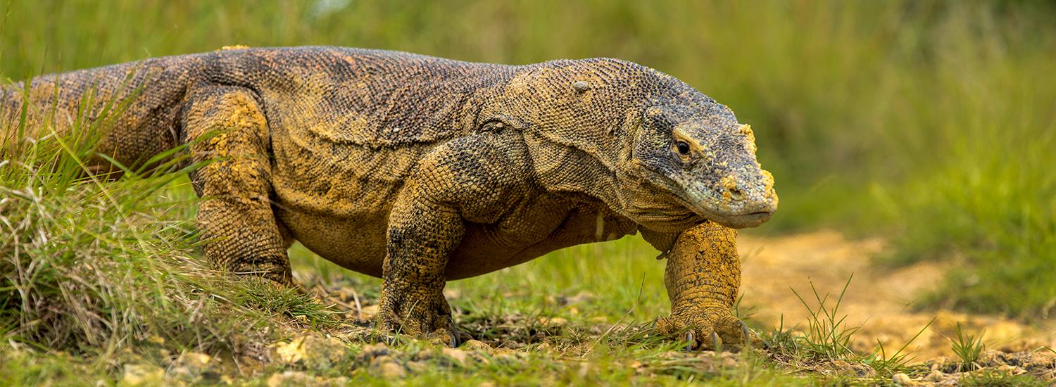 Explore Rinca Island - UNESCO World Heritage Site in Indonesia