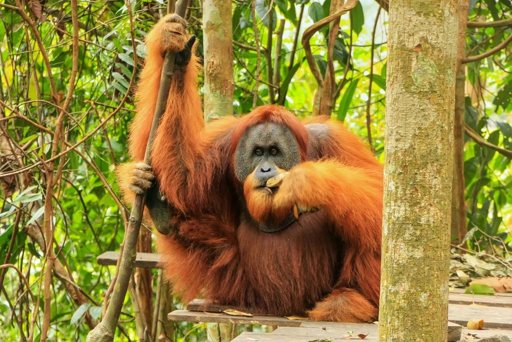 Orangutan Sumatera, Primata Langka yang Terancam Punah