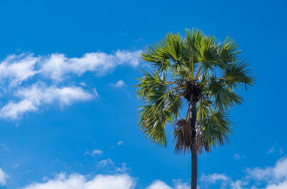 Pohon Lontar, Tanaman Kehidupan yang Kaya Manfaat di NTT