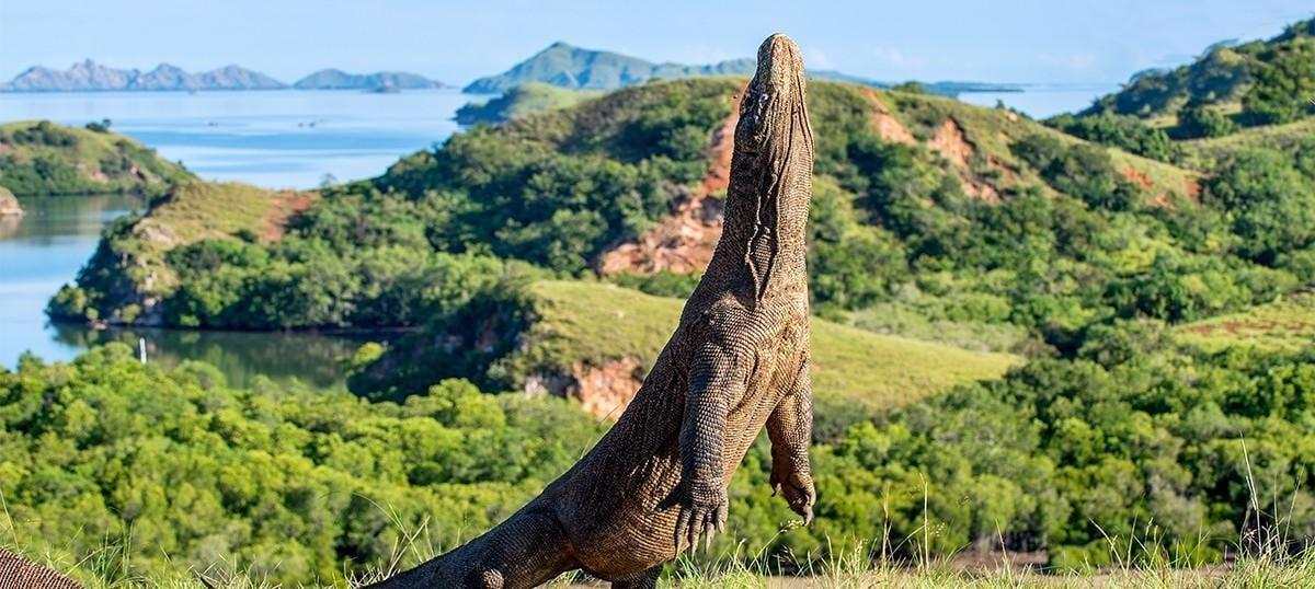 The Latest Status of the Evacuation Process for Tourists Following the Eruption of Mount Lewotobi