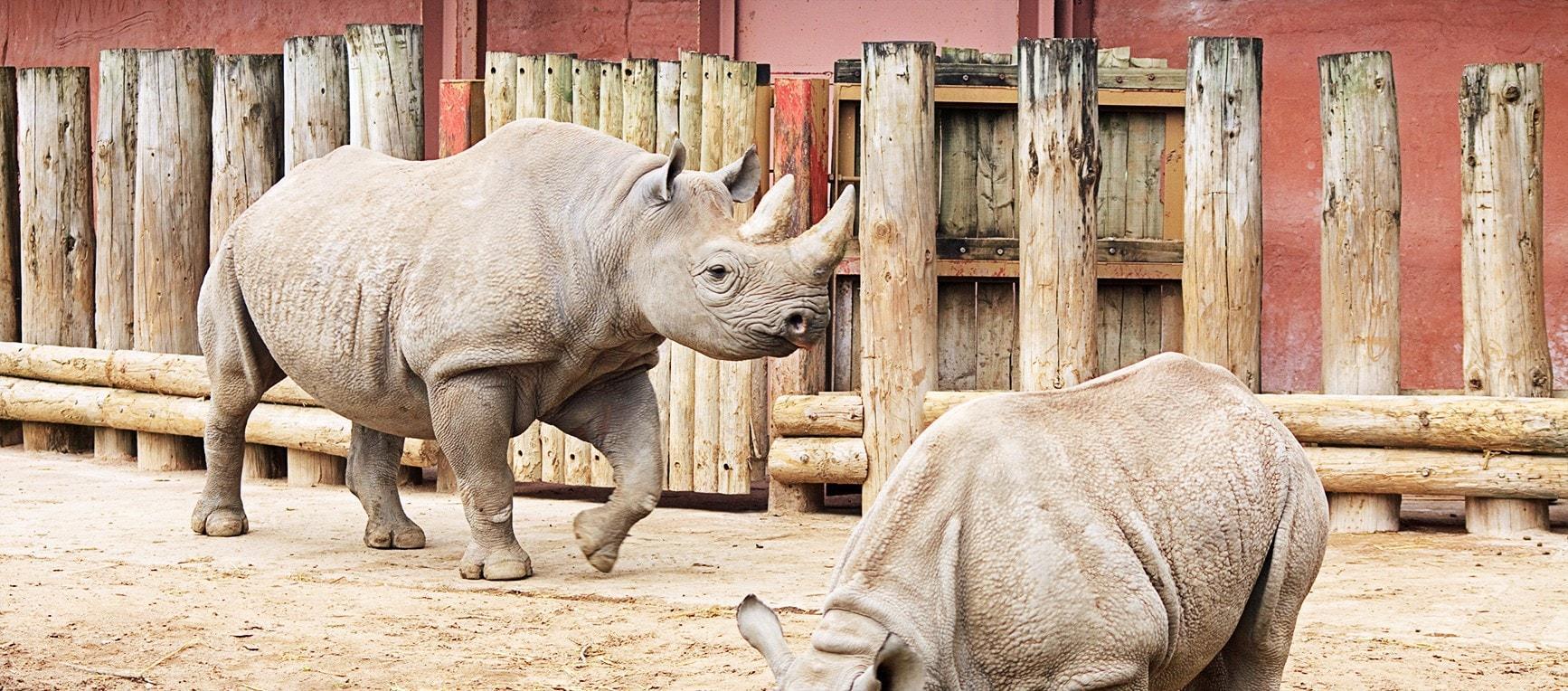 Guide Du Parc National D’ujung Kulon : Ce Que Vous Devez Savoir Pour Une Visite Mémorable Et Responsable