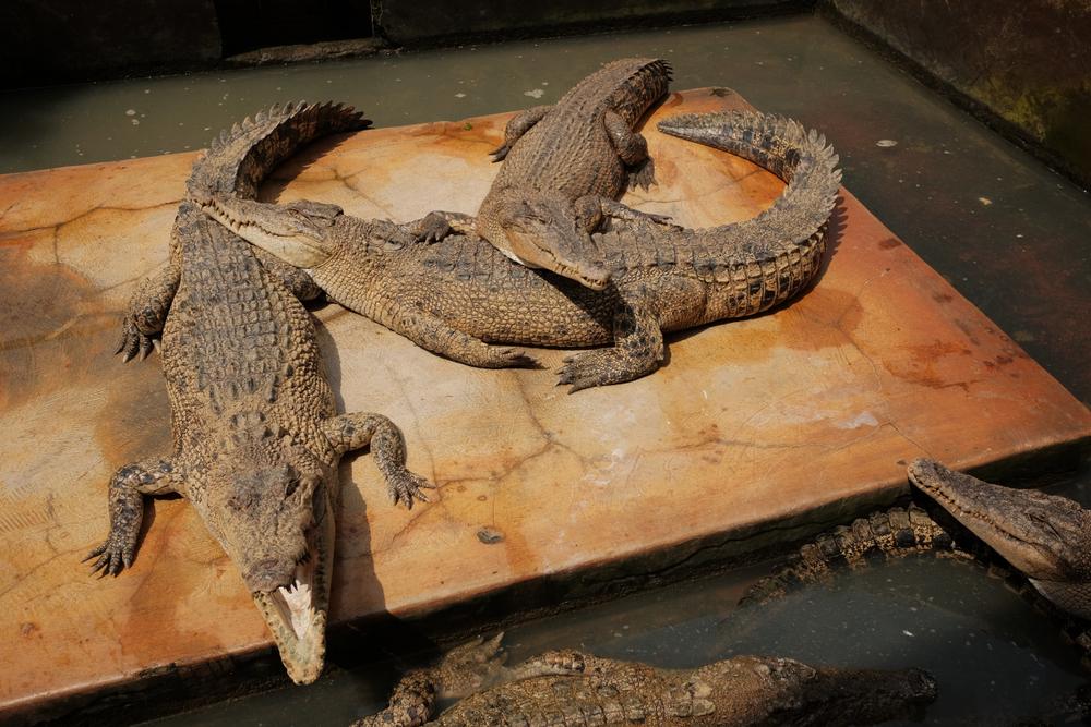 Penangkaran Buaya Asam Kumbang, Wisata Edukasi di Medan