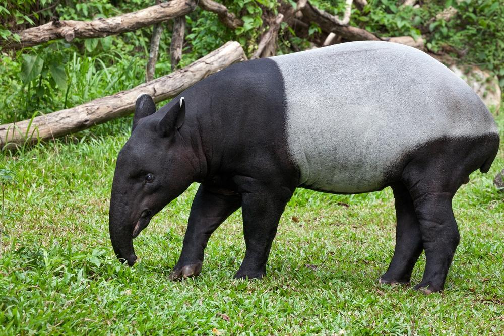 Tapir di Sumatera Utara, Satwa Langka yang Dilindungi