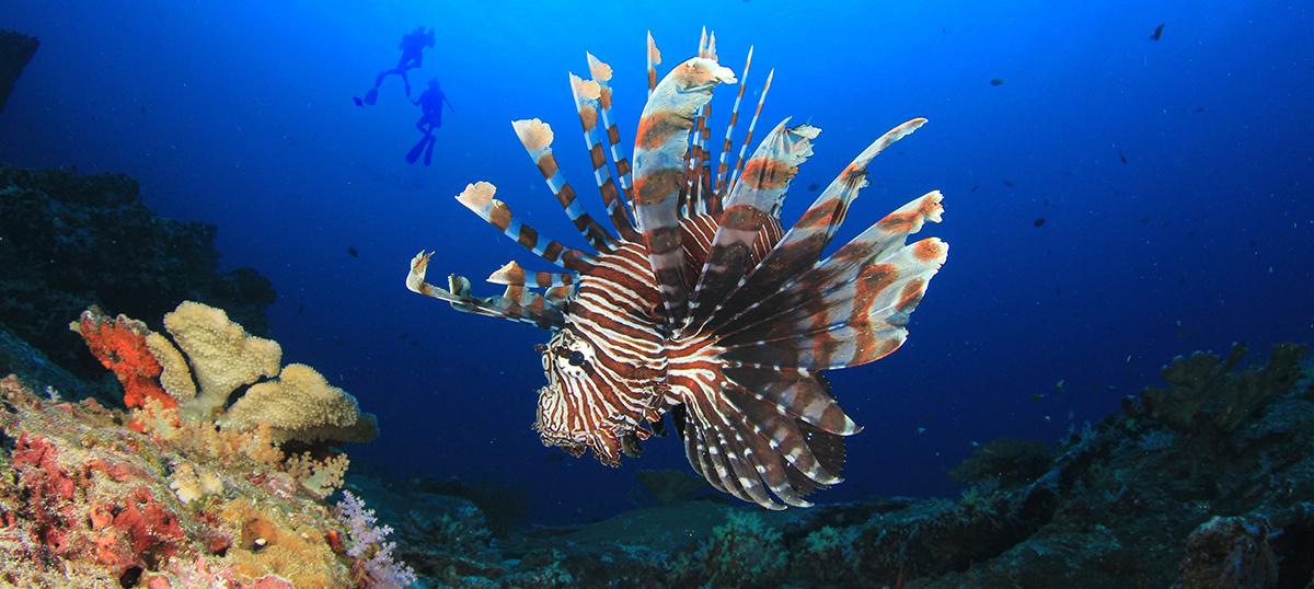 Experience the 4 Unforgettable Islands of Wakatobi