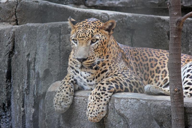 Macan Tutul, Kucing Besar yang Lincah dan Terancam Punah