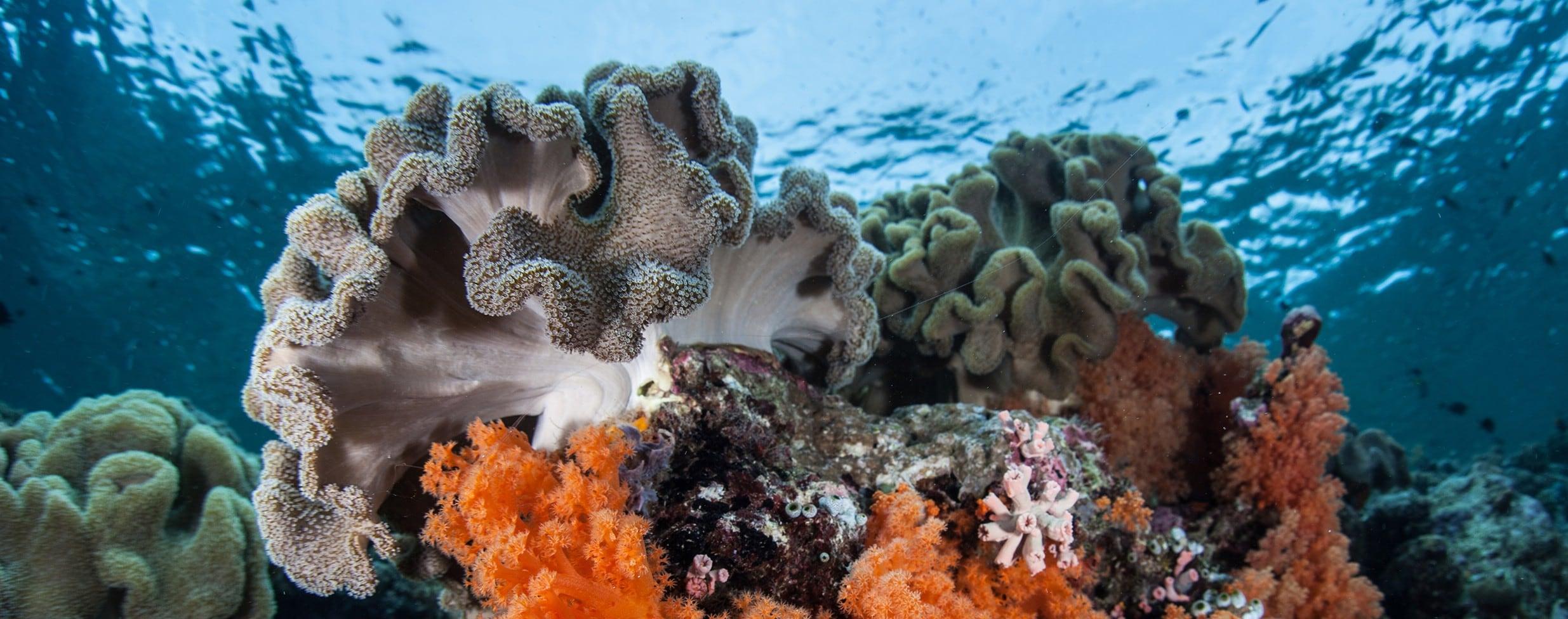 WAKATOBI（瓦卡托比）國家海洋公園，位於亞洲太平洋中心地帶的珊瑚三角區的水下天堂