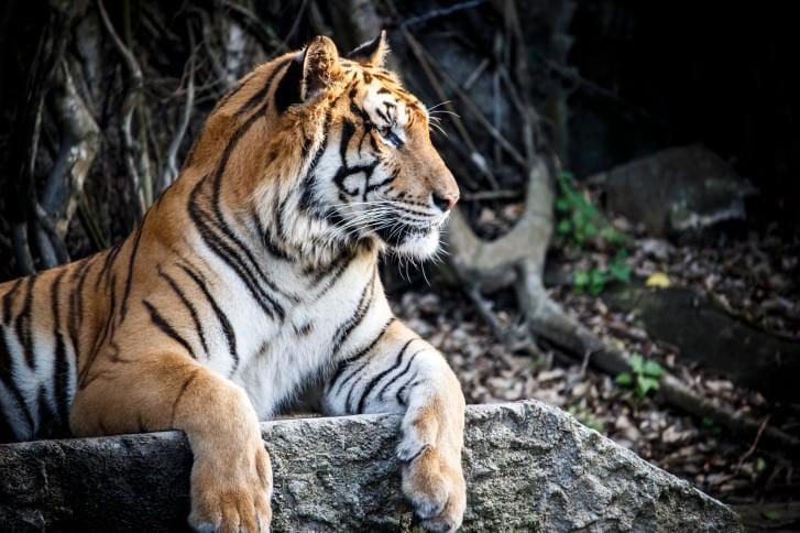 The Latest Status of the Evacuation Process for Tourists Following the Eruption of Mount Lewotobi