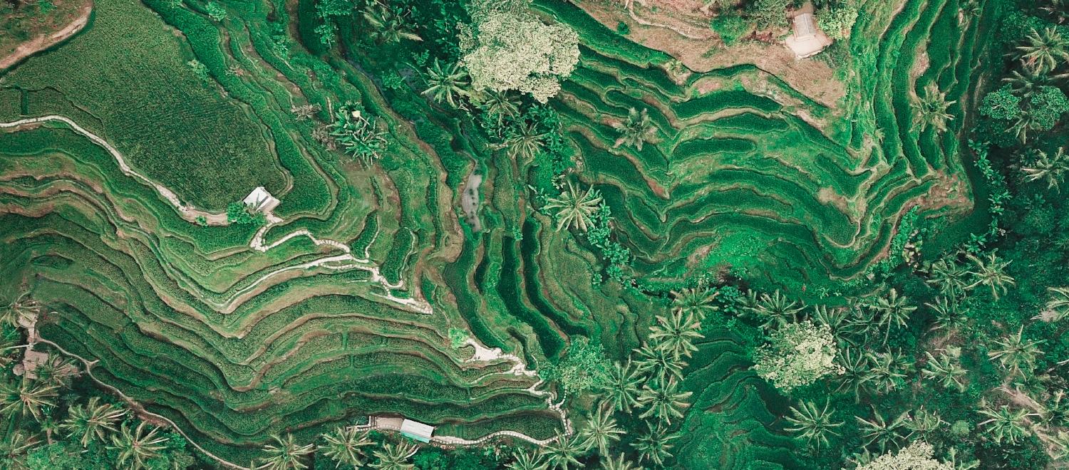 在巴厘岛 5 块可以缓解视疲劳的稻田