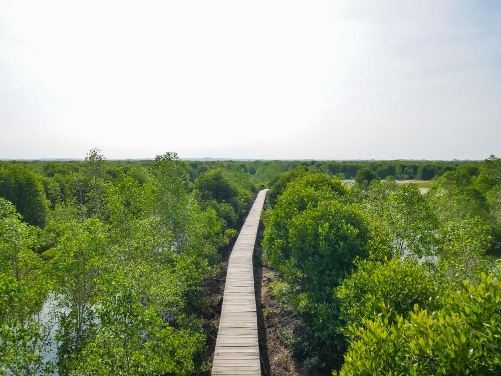 Keindahan Wisata Mangrove Lubuk Kertang, Surga Ekowisata
