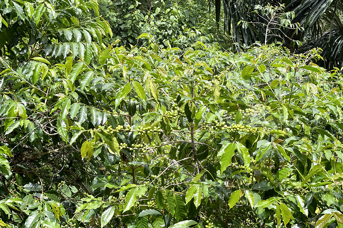 kopi