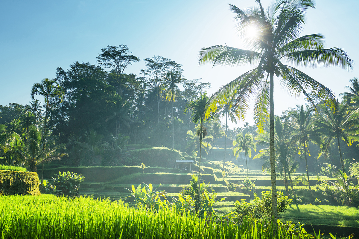 rice-terrace
