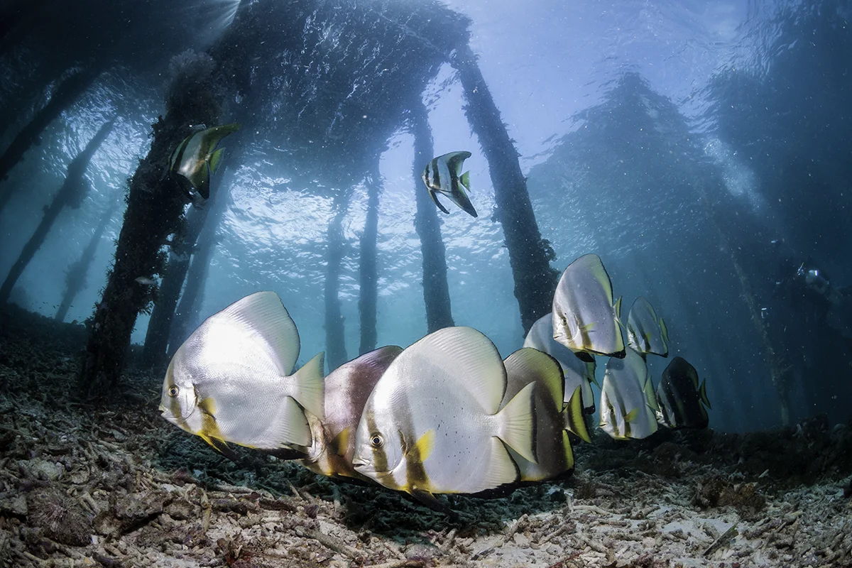 Raja Ampat