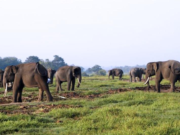Indonesiens m&auml;chtige tropische Regenw&auml;lder und einzigartige bedrohte Tierwelt