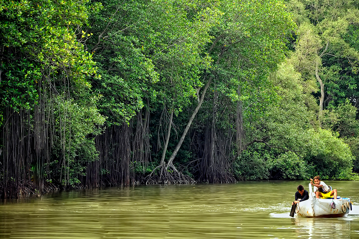 mangrove-pesisir.jpg
