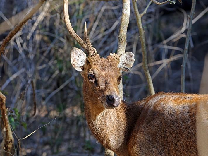 広大なコモド国立公園を訪れる10の理由
