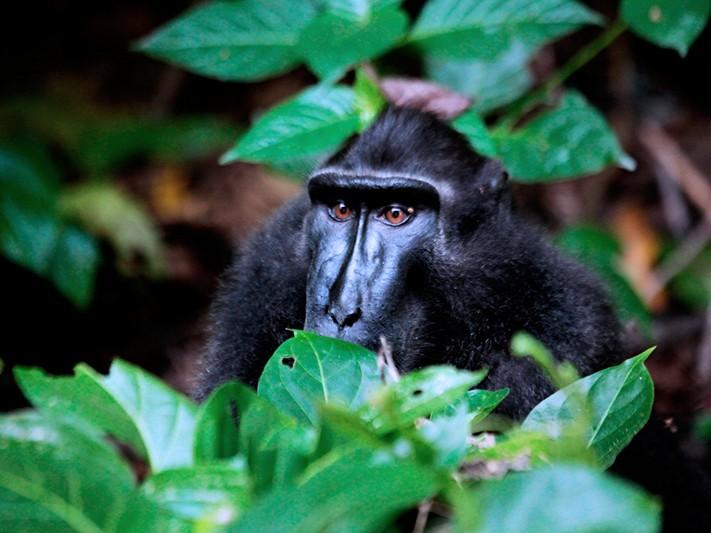 Indonesiens m&auml;chtige tropische Regenw&auml;lder und einzigartige bedrohte Tierwelt