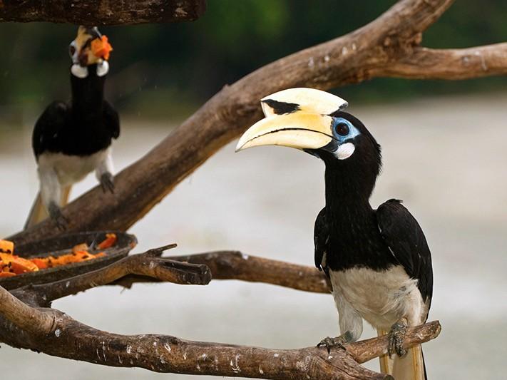 A Glimpse of Kalimantan: The Exotic Beauty of Borneo