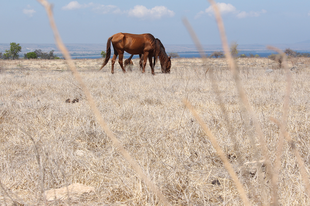 savana-puru