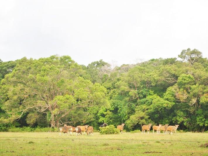 Indonesiens m&auml;chtige tropische Regenw&auml;lder und einzigartige bedrohte Tierwelt
