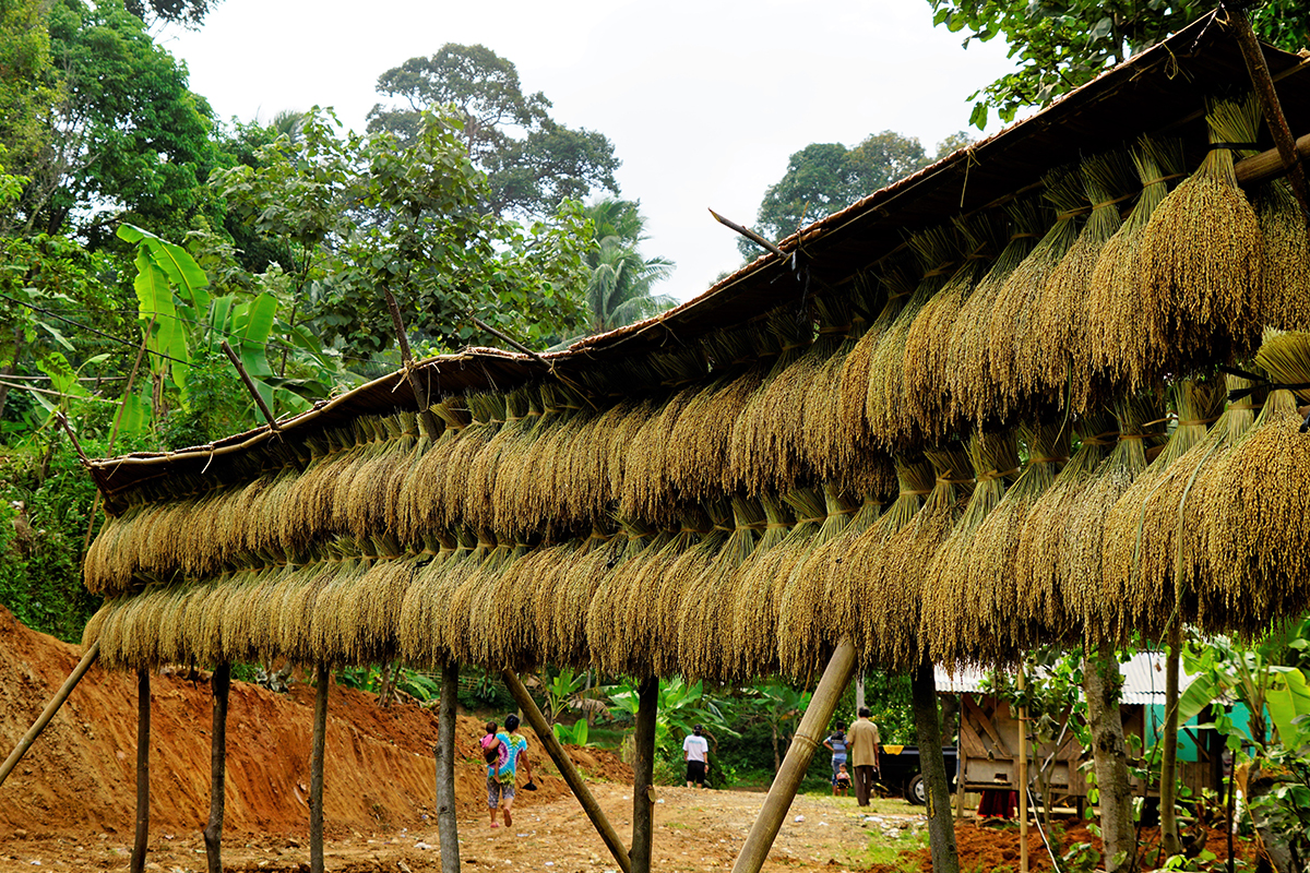 Seba Baduy: Banten&rsquo;s closed Baduy Emerge from Seclusion
