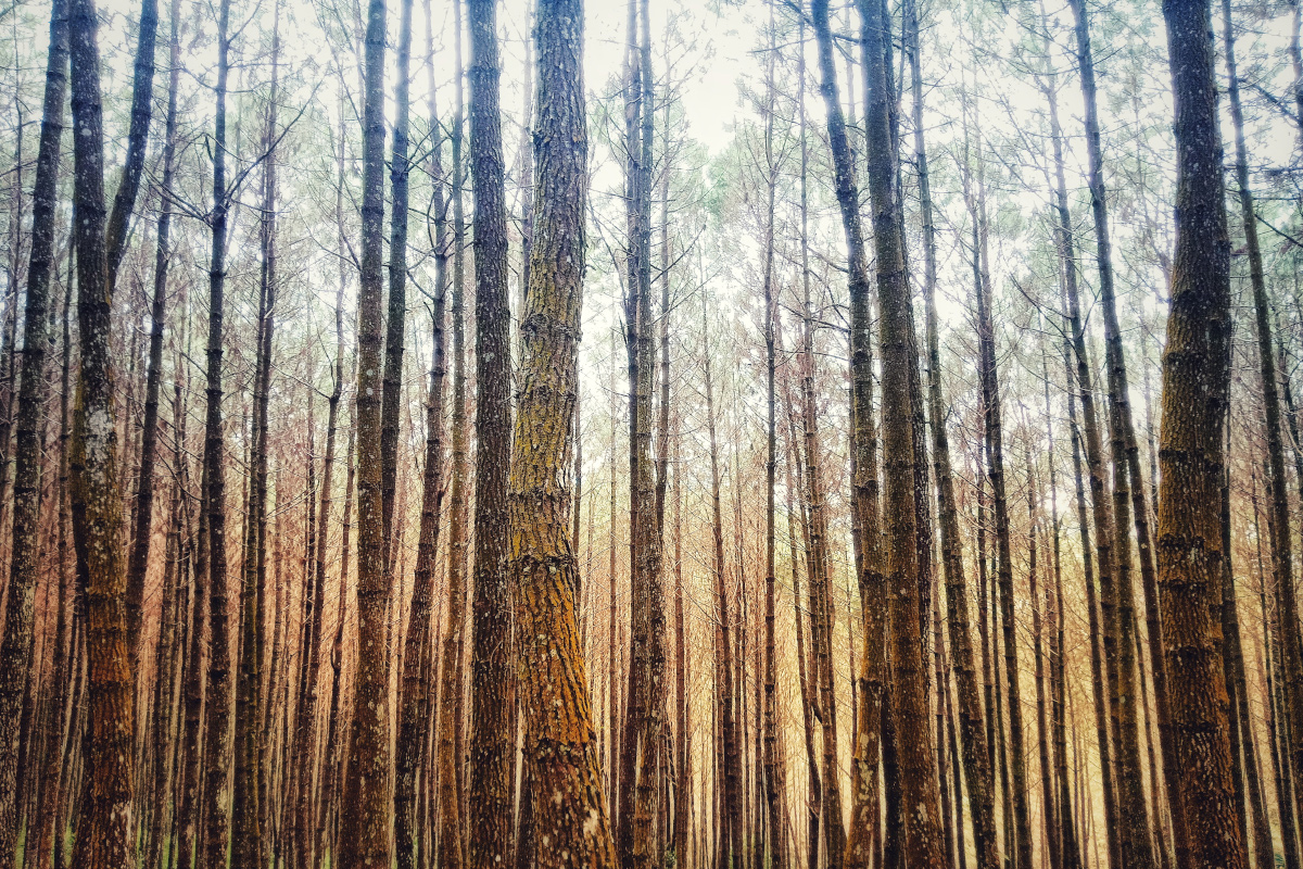 Beautiful Pine Forests in Tropical Indonesia