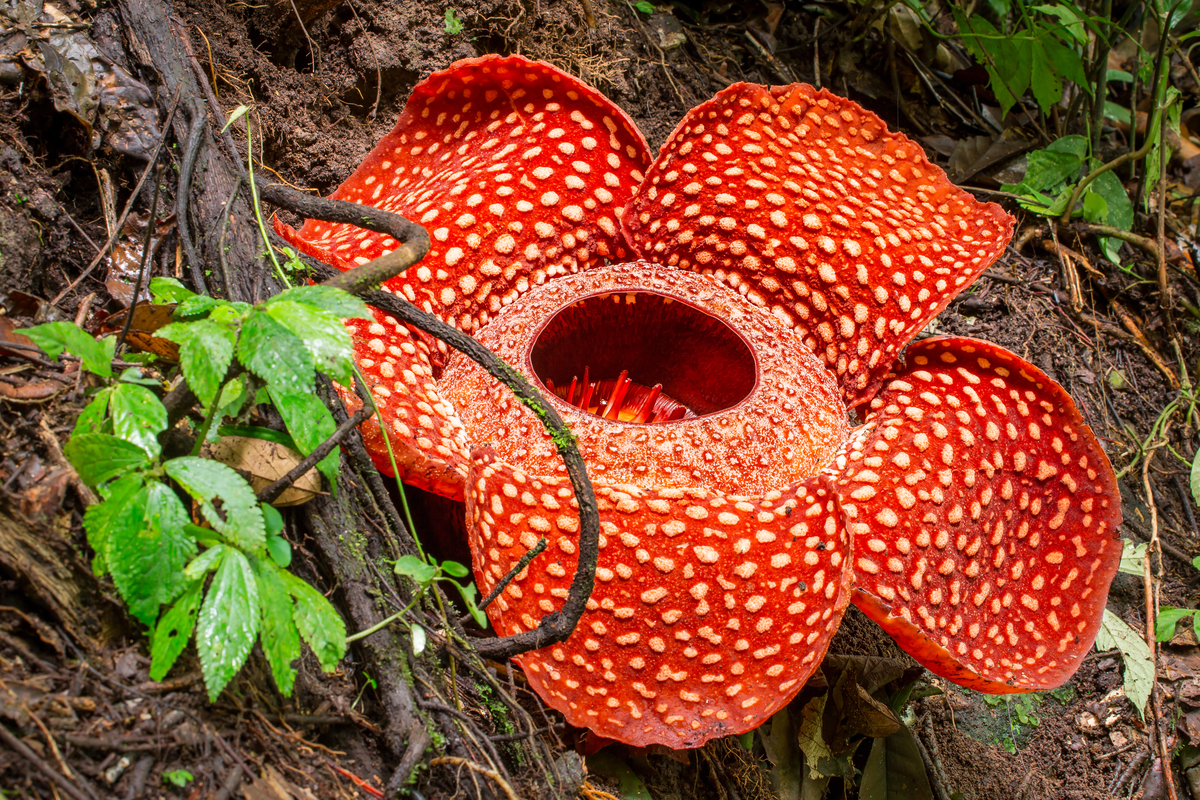bright red Rafflesia arnoldii in rainforest of Indonesia