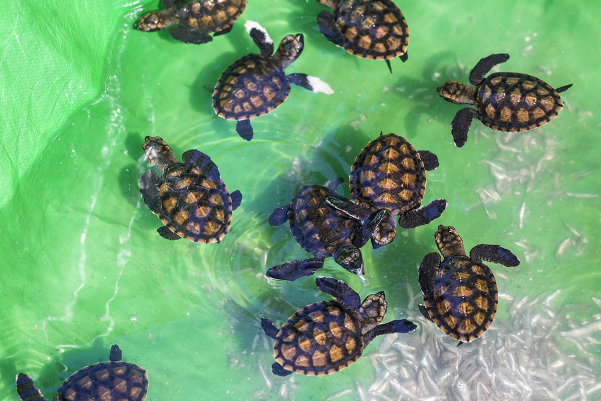 turtle