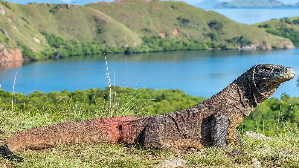 komodo
