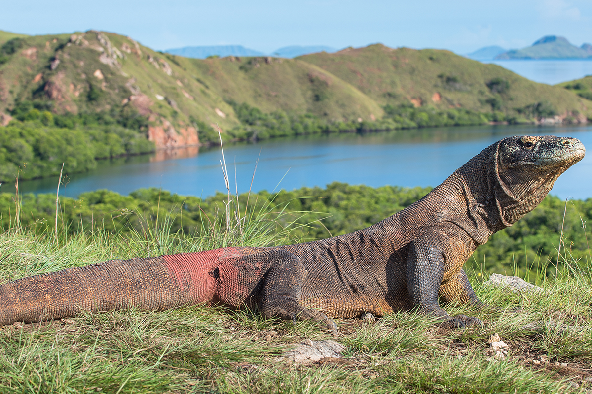 komodo