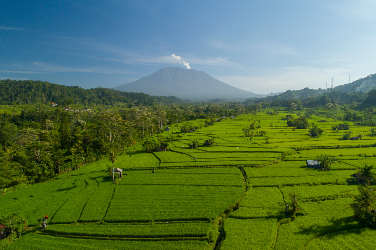 Sidemen rice terraces
