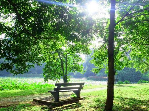 Savouring the Nature&rsquo;s Grandeur of Bogor Botanical Garden