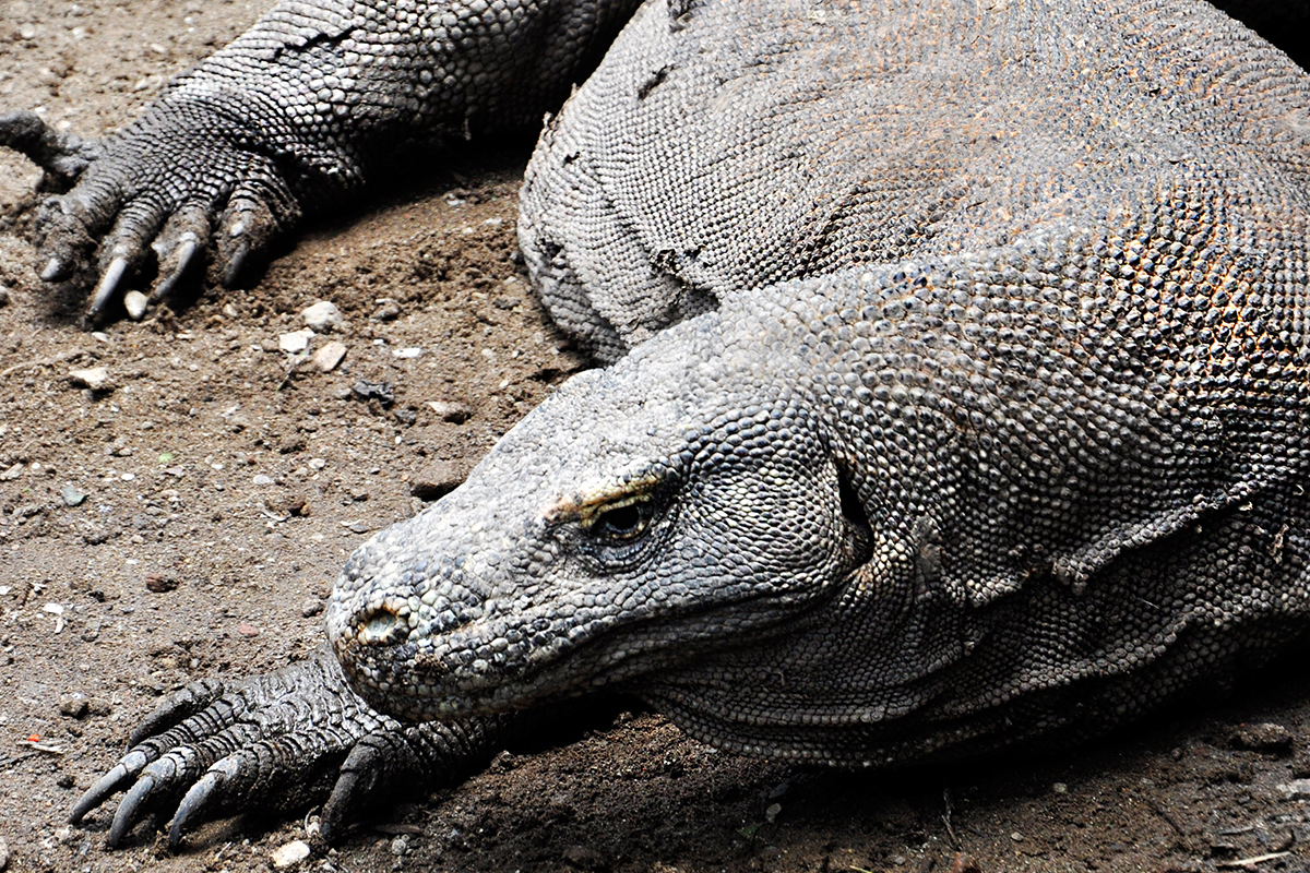 Perfect day exploring Komodo national park – Natural World Wonder