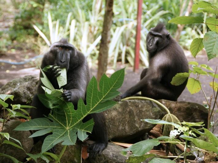 Indonesiens m&auml;chtige tropische Regenw&auml;lder und einzigartige bedrohte Tierwelt