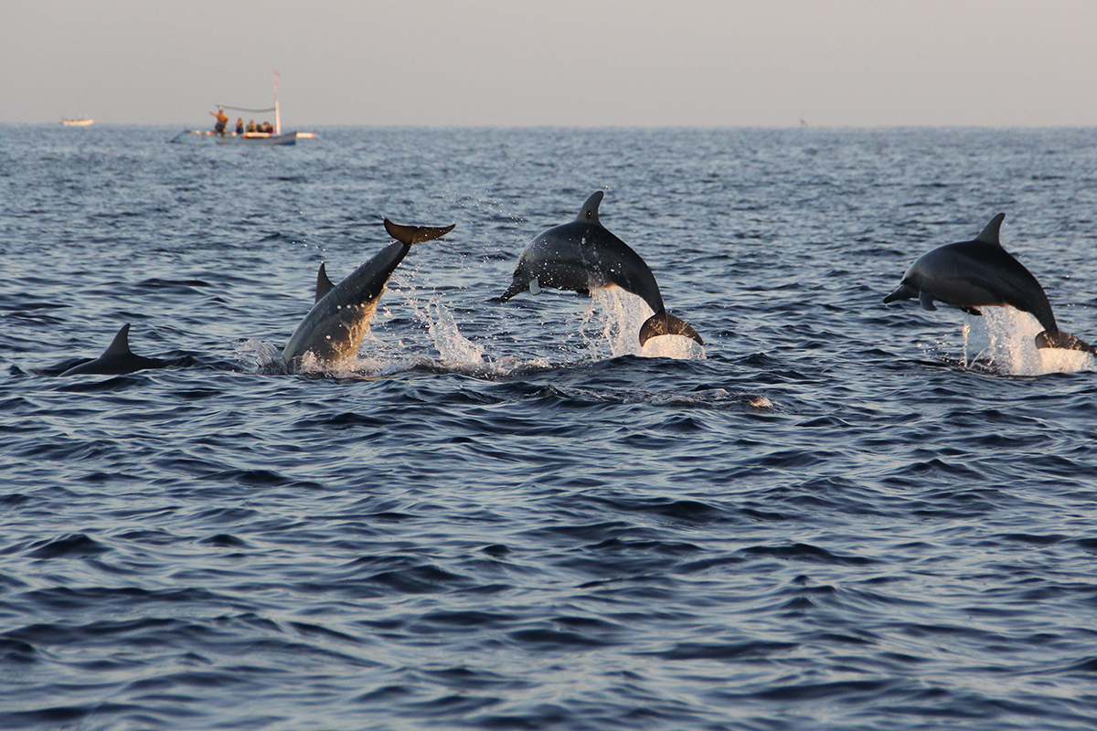 dolphin