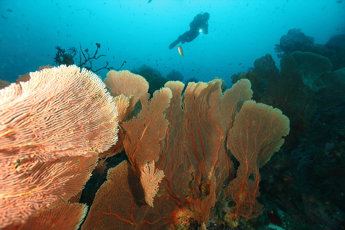 Exploring the Aquatic Realm at Sabang International Freediving Competition 2018