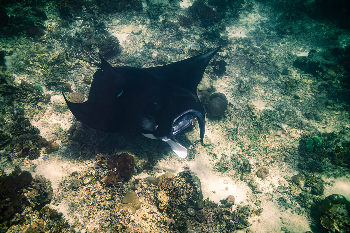 Seekor ikan pari manta di dasar laut NTT
