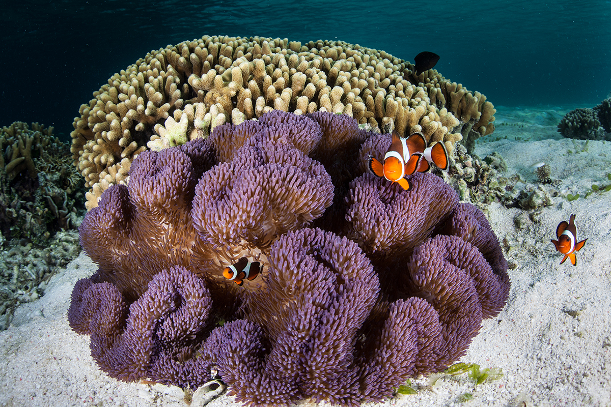coral