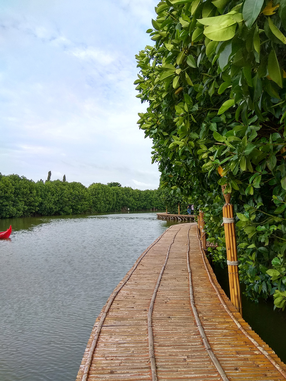 hutan-bakau