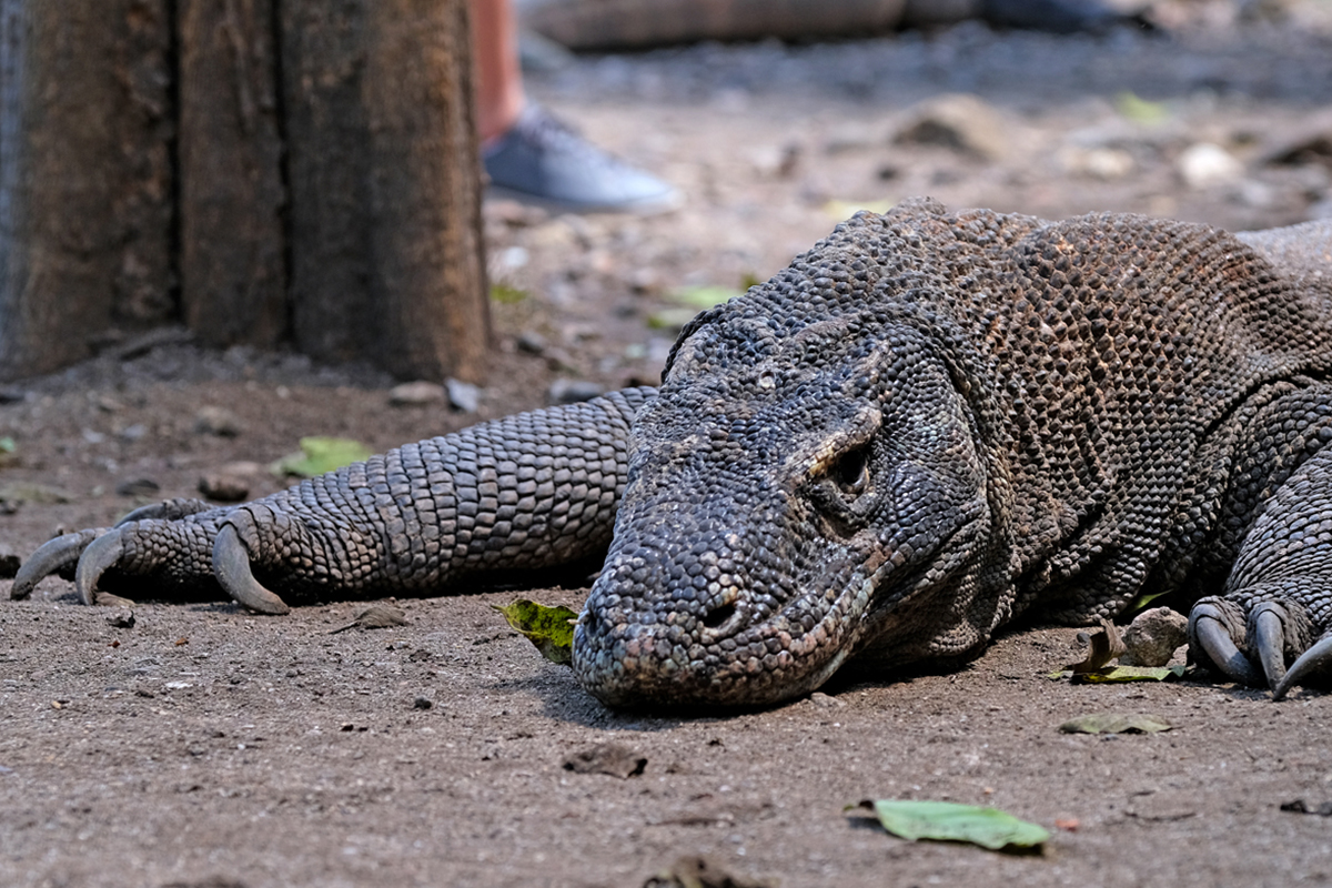 komodo