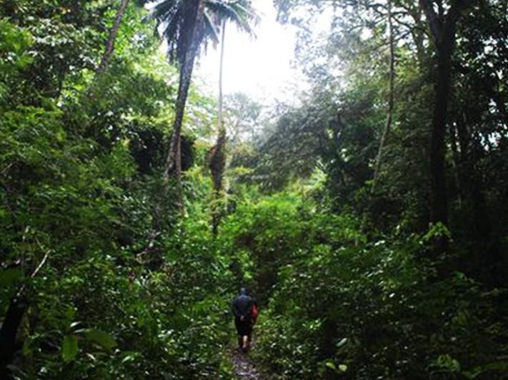 Indonesiens m&auml;chtige tropische Regenw&auml;lder und einzigartige bedrohte Tierwelt