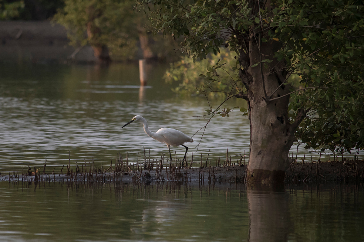 mangrove-edupark