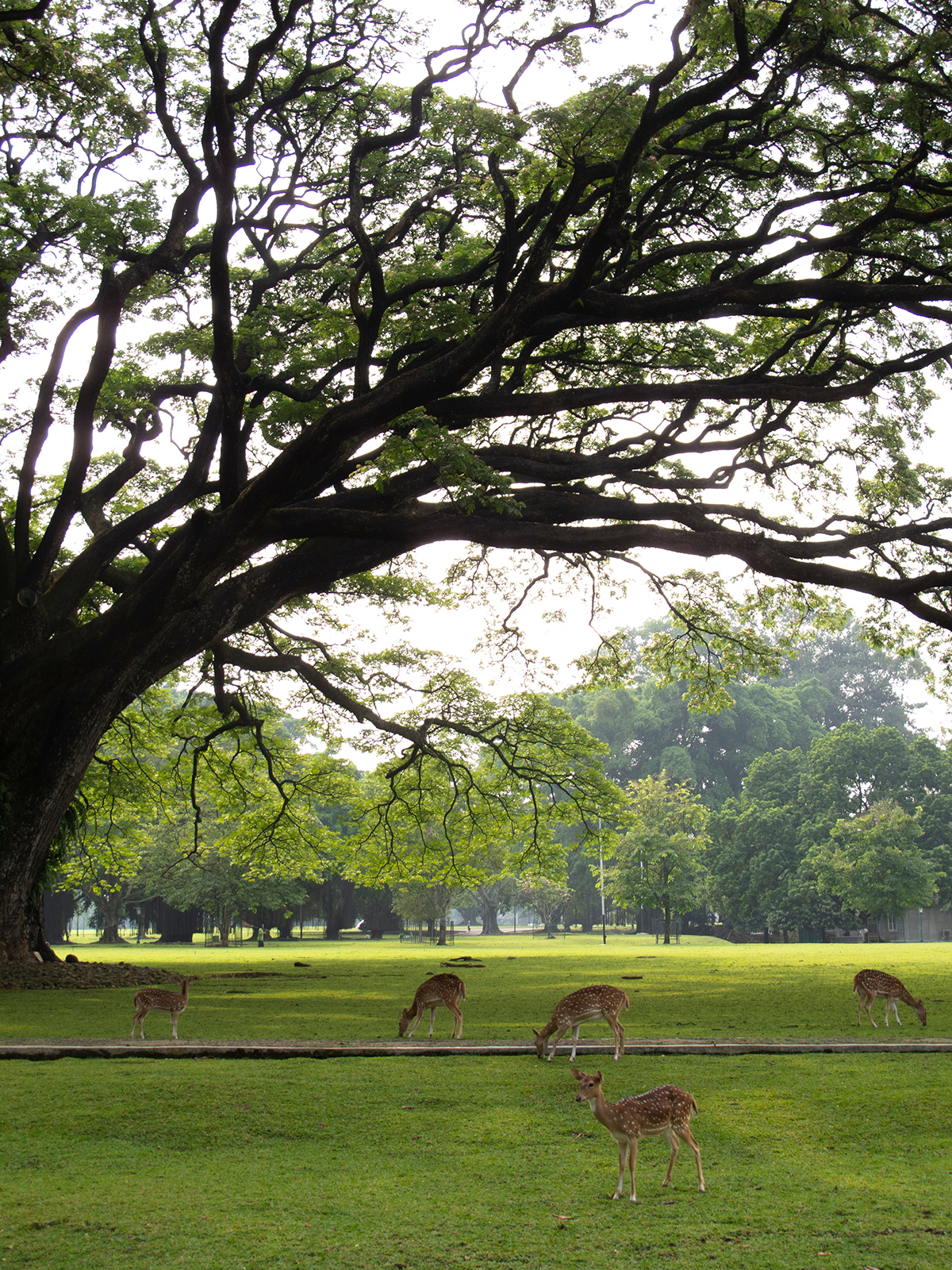 Rusa di taman Istana Bogor, Kebun Raya Bogor