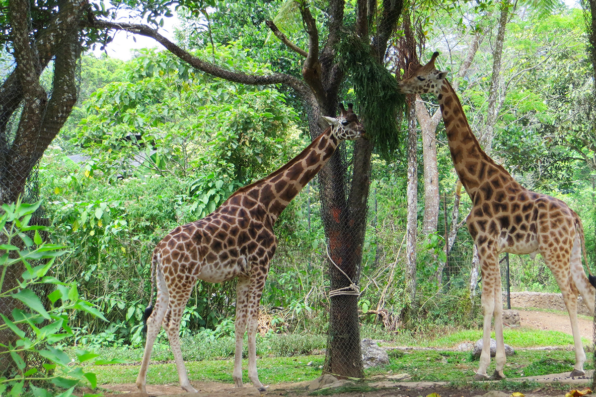 Sepasang jerapah di Taman Safari Indonesia, Bogor