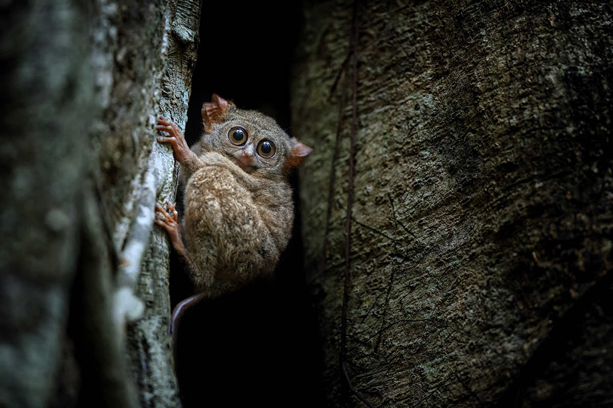 tangkoko